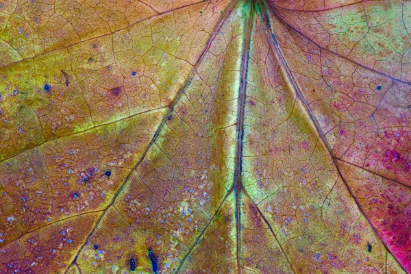 Texture Veins Colors Dead Leaf Close — Stock Photo, Image