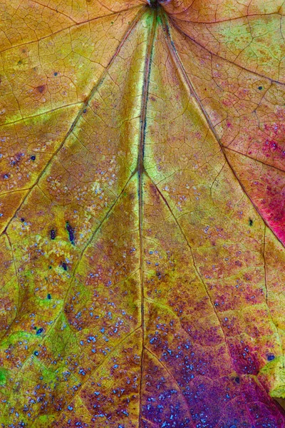 Texture Veines Couleurs Des Feuilles Mortes Gros Plan — Photo