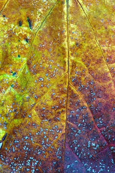 Texture Veins Colors Dead Leaf Close — Stock Photo, Image