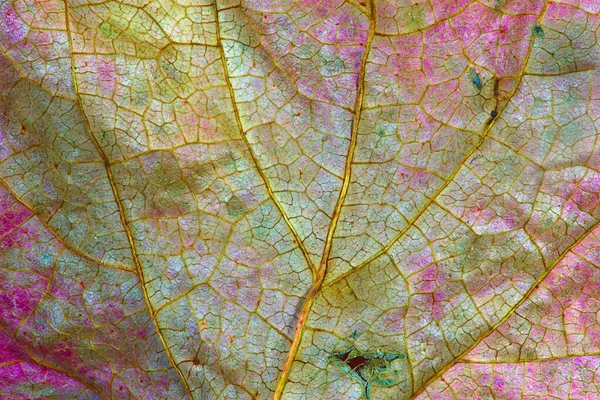 그리고 나뭇잎의 색상을 클로즈업 — 스톡 사진