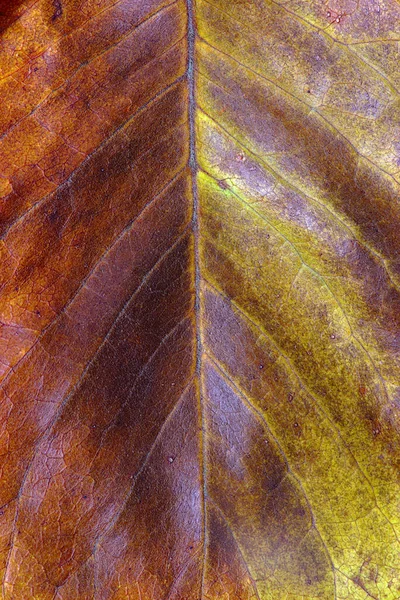 死んだ葉の質感 静脈と色をクローズアップ — ストック写真