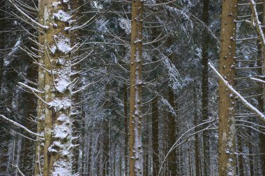 Orman, karlı kış manzarası Auvergne, Puy-de-Dome