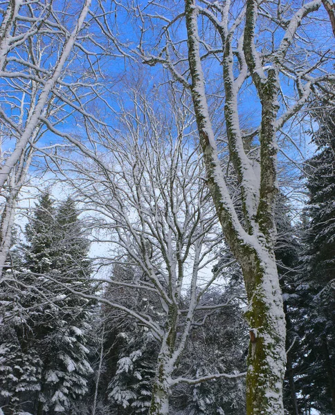 Forêt Paysage Hivernal Enneigé Auvergne Puy Dome — Photo