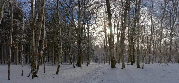 Vista Panorâmica Floresta Nevada Auvergne Puy Dome — Fotografia de Stock