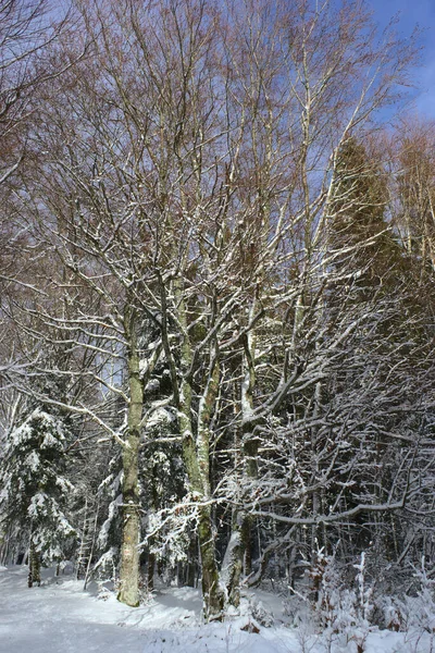 Las Śnieżny Zimowy Krajobraz Auvergne Puy Dome — Zdjęcie stockowe