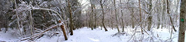 雪地森林全景 奥弗涅 佩多姆 — 图库照片