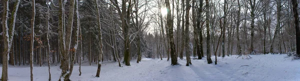 Vista Panorámica Del Bosque Nevado Auvernia Puy Dome — Foto de Stock