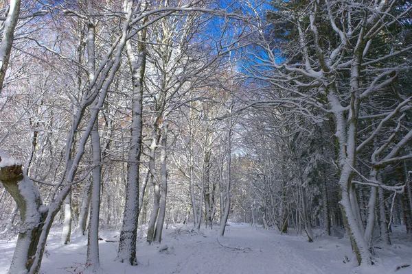 Floresta Paisagem Nevada Inverno Auvergne Puy Dome — Fotografia de Stock