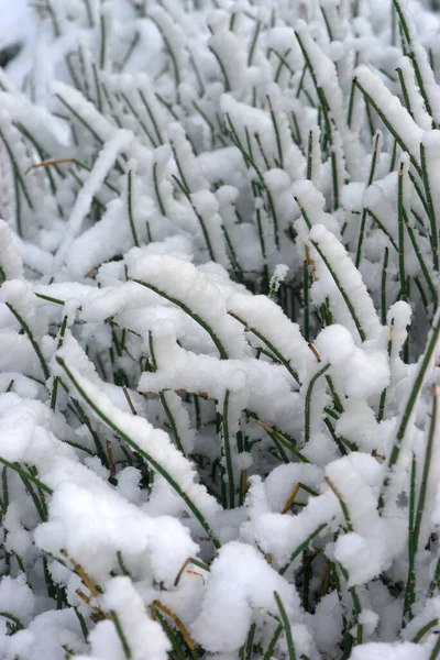 close-up of frozen grasses caught under snow in winter