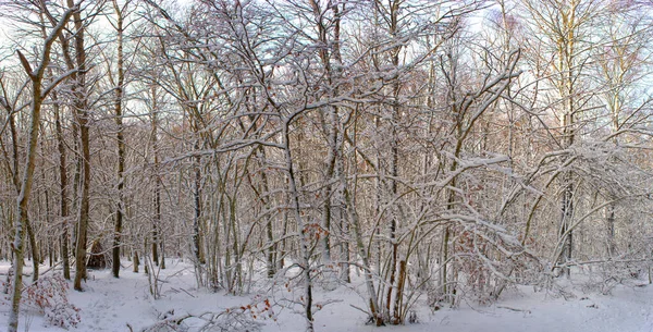 Vista Panorámica Del Bosque Nevado Auvernia Puy Dome — Foto de Stock