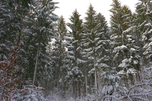 Bosco Abeti Sotto Neve Alvernia Puy Dome — Foto Stock