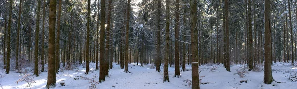 Vista Panorâmica Uma Floresta Abetos Sob Neve Auvergne Puy Dome — Fotografia de Stock