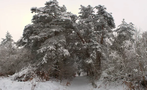 Bosque Paisaje Nevado Excursionistas Invierno Auvernia Puy Dome — Foto de Stock