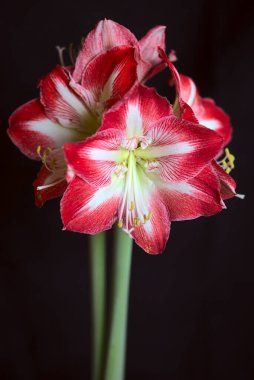 Sapında kırmızı ve beyaz Amaryllis çiçekleri, siyah arkaplanda