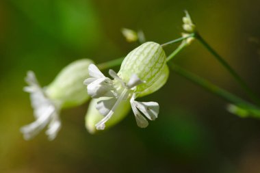 Silene vulgaris veya Claquet (Caryophyllaceae) kapsüllerindeki çiçekler. Ayrıca Silene vulgaris, oberna behen, Swollen Silenus, Common Silenus, Mesane Campion olarak da bilinir..