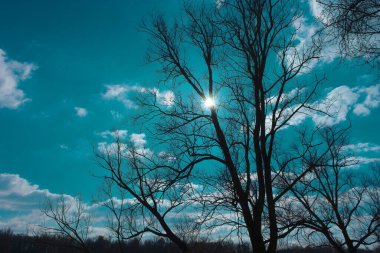 Auvergne 'deki Puy-deDome şubesindeki Plancons gölünün kenarında ağaç silueti ve mavi gökyüzü.