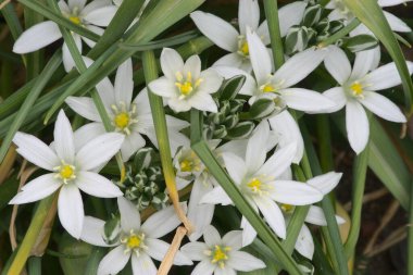 Kardamlalarının beyaz çiçekleri (Galanthus nivalis) yakın planda
