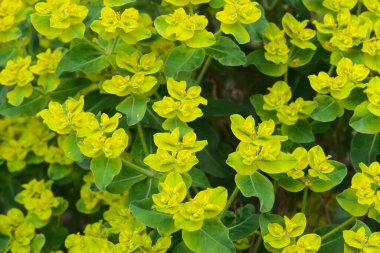 Euphorbia çiçek bahçesi (Euphorbia sp.) Euphorbiaceae