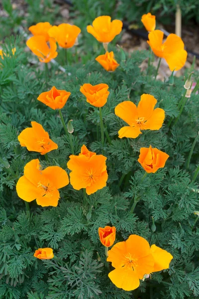 Orange Escholtzias California Poppies — Stock Photo, Image
