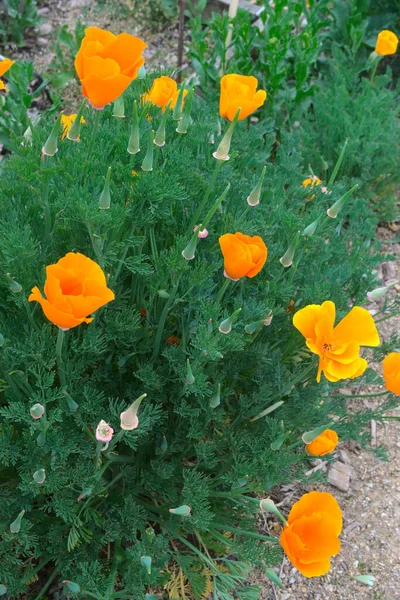 Orange Escholtzias California Poppies — Stock Photo, Image