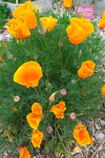 Ecoltzias Arancioni Papaveri Della California — Foto Stock
