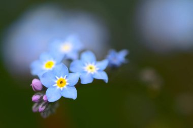 Güneş ışığı altında Myosotis sylvatica (Myosotis sylvatica)