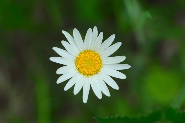 Marguerites Des Prés Gros Plan Sur Fond Vert — Photo