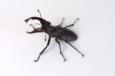 Geyik böceği, çeneli erkek Lucanus cervus, çene böceği