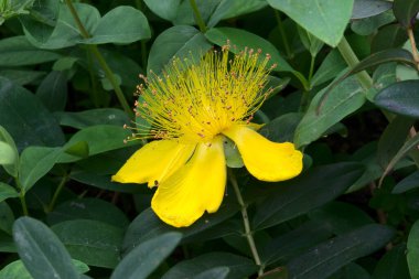 St. John otunda büyük sarı çiçek; Hypericum calycinum, hypericaceae