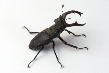 Geyik böceği, çeneli erkek Lucanus cervus, çene böceği