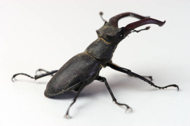 Geyik böceği, çeneli erkek Lucanus cervus, çene böceği