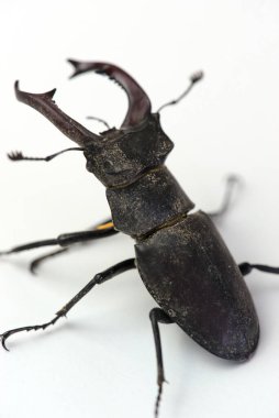 Geyik böceği, çeneli erkek Lucanus cervus, çene böceği