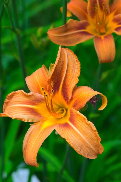 Květina Píst Hemerocalle Oranžová Zeleném Pozadí Hemerocallis — Stock fotografie