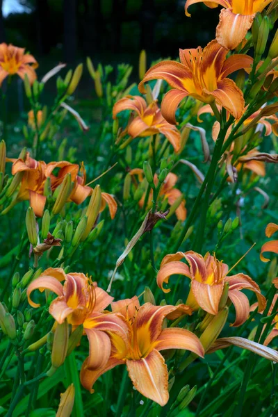 Bloem Stamper Van Hemerocalle Oranje Een Groene Achtergrond Hemerocallis — Stockfoto