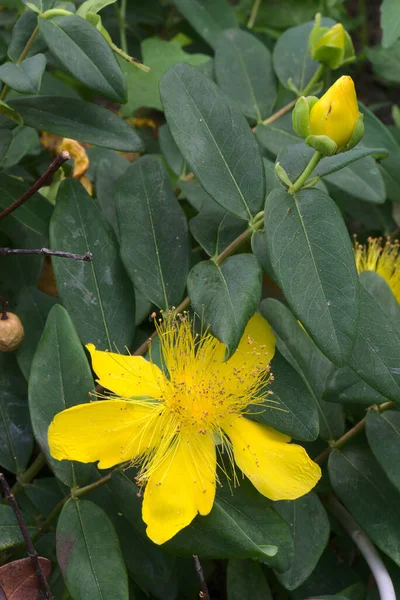 Ziele Dziurawca Duży Żółty Kwiat Hypericum Calycinum Hipericaceae — Zdjęcie stockowe