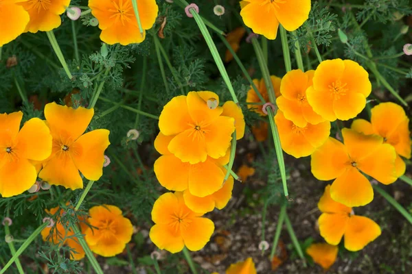 Orange Escholtzias California Poppies — Stock Photo, Image