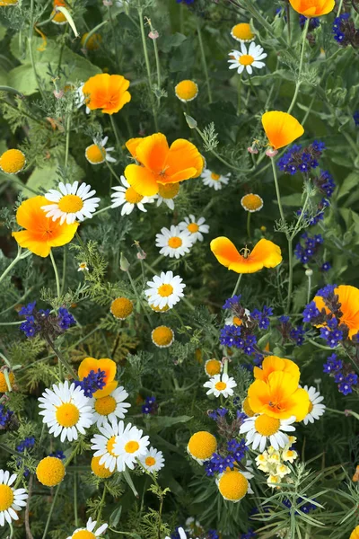 Mix Van Voorjaarsweidebloemen Close — Stockfoto