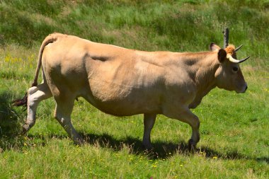 Aubrac çayırında özgürlük içinde bir inek yetiştiriyor.