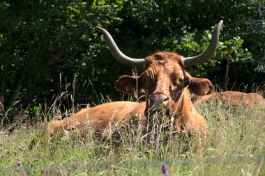 Auvergne 'de bir çayırda boynuzları olan satıcı ineği.