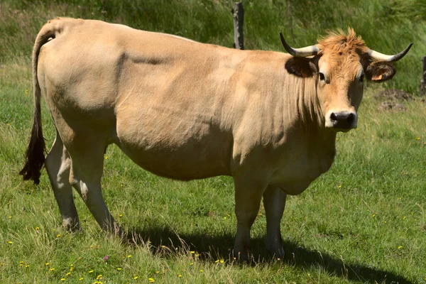Aubrac Cría Vaca Prado Libertad — Foto de Stock