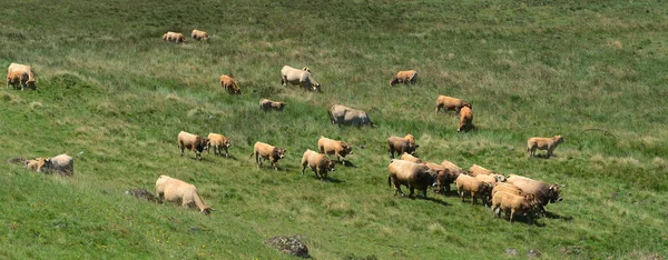 Herd Aubrac Cows Roaming Free Meadows Auvergne — Stock Photo, Image