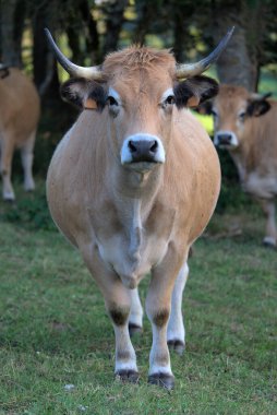 Auvergne, Puy-de-Dome 'daki çayırında Aubrac cinsi bir inek.