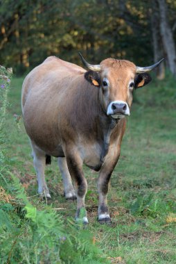 Auvergne, Puy-de-Dome 'daki çayırında Aubrac cinsi bir inek.
