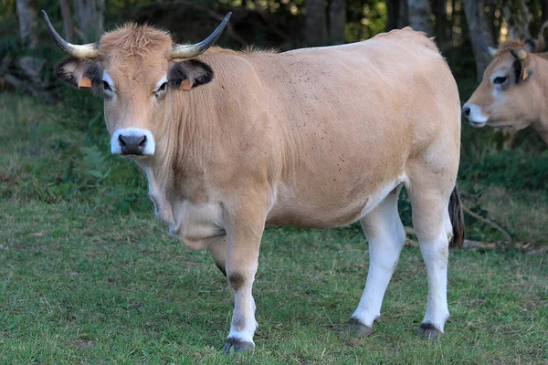Aubrac Αγελάδα Φυλή Στο Λιβάδι Της Στην Auvergne Puy Dome — Φωτογραφία Αρχείου