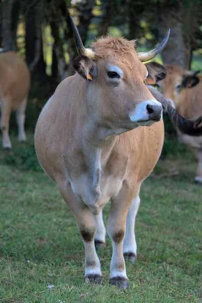 Aubrac Ras Koe Zijn Weide Auvergne Puy Dome — Stockfoto