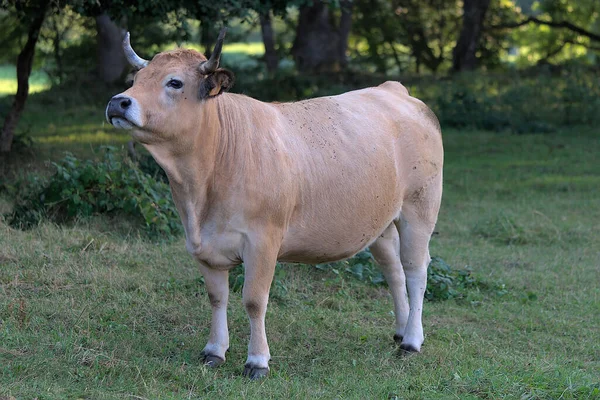 Vache Race Aubrac Dans Prairie Auvergne Puy Dome — Photo