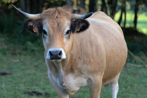 Aubrac Rasa Krowa Jego Łące Auvergne Puy Dome — Zdjęcie stockowe