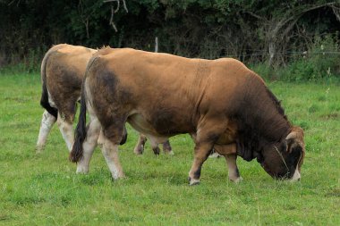 Aubrac 'ın genç kahverengi boğası çayırında besleniyor.