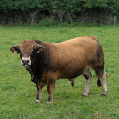 Aubrac 'ın genç kahverengi boğası çayırında besleniyor.