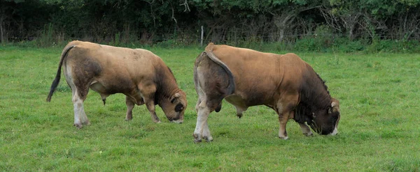 彼の牧草地でのオーブラック種の若い茶色の雄牛 — ストック写真
